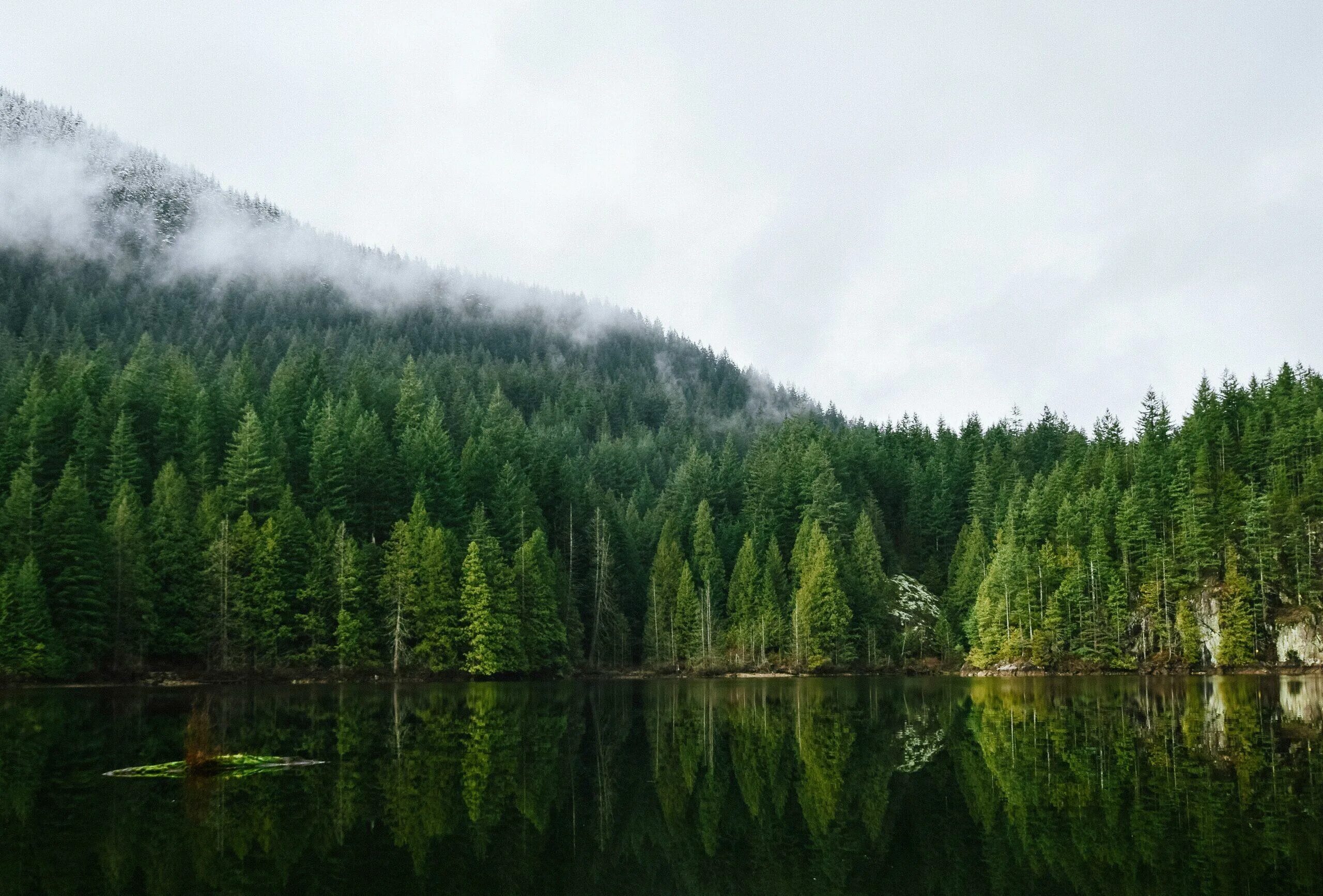 Смешанных хвойно-широколиственных лесов ленинградской области. Сибирская хвойная тайга. Непроходимая тайга алтай. Непролазная сибирская тайга. Тайга д.