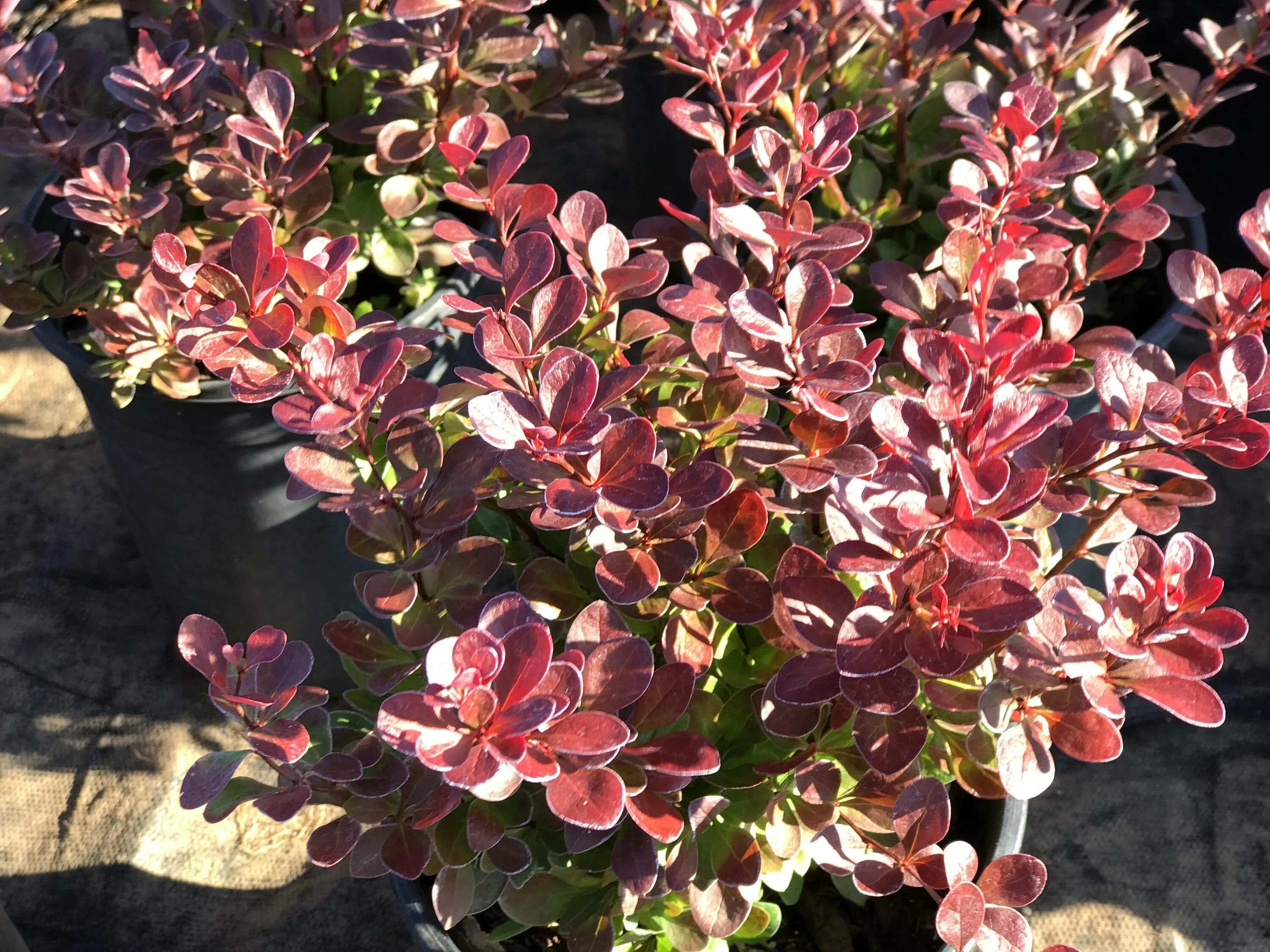 Барбарис тунберга "Роуз Глоу", Berberis thunbergii "Rose Glow"