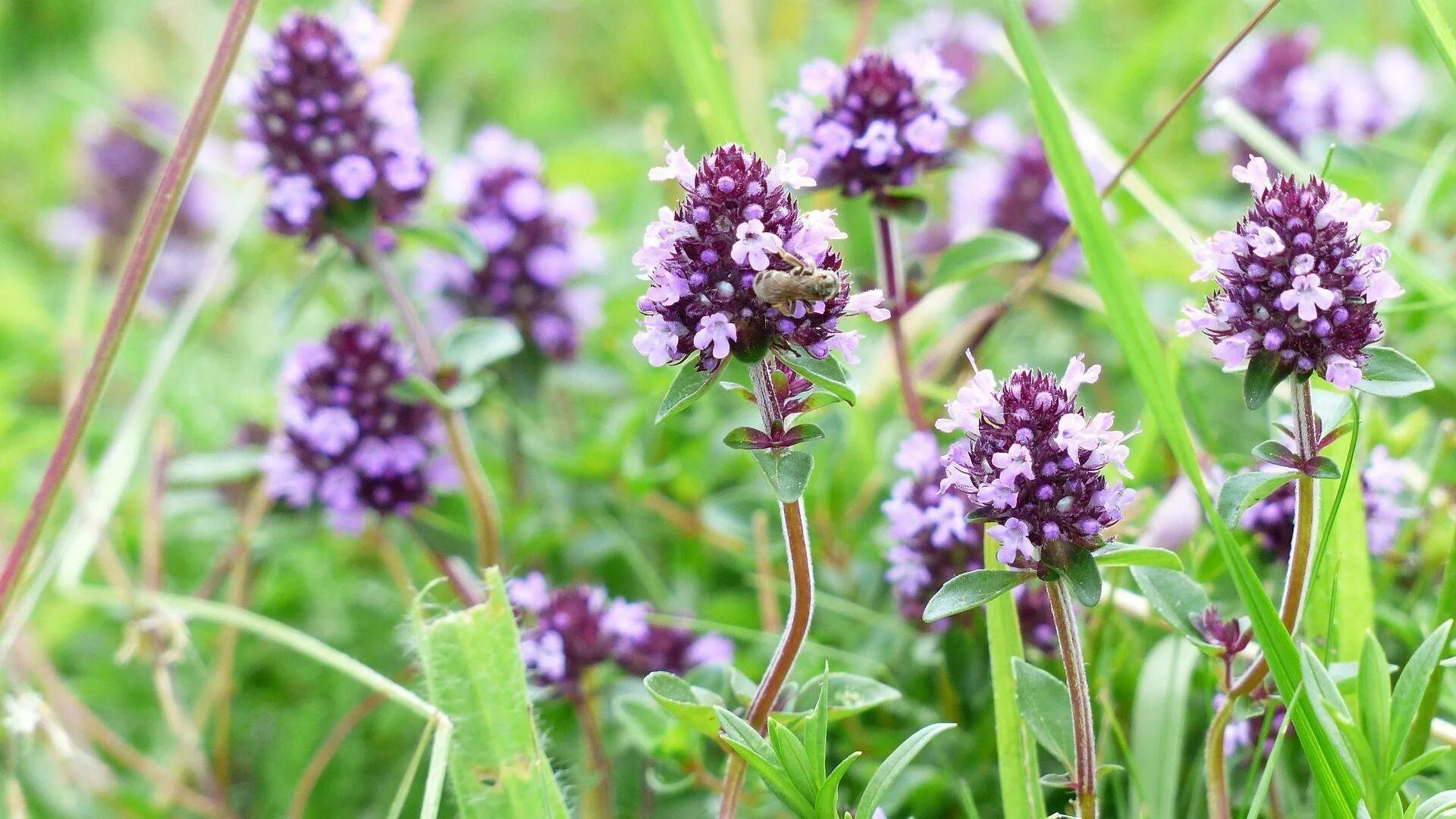 Зверобоя трава (herba hyperici). Чабрец трава описание. Расторопша вис. Травы полезные свойства и противопоказания. Лекарственная трава пустырник.