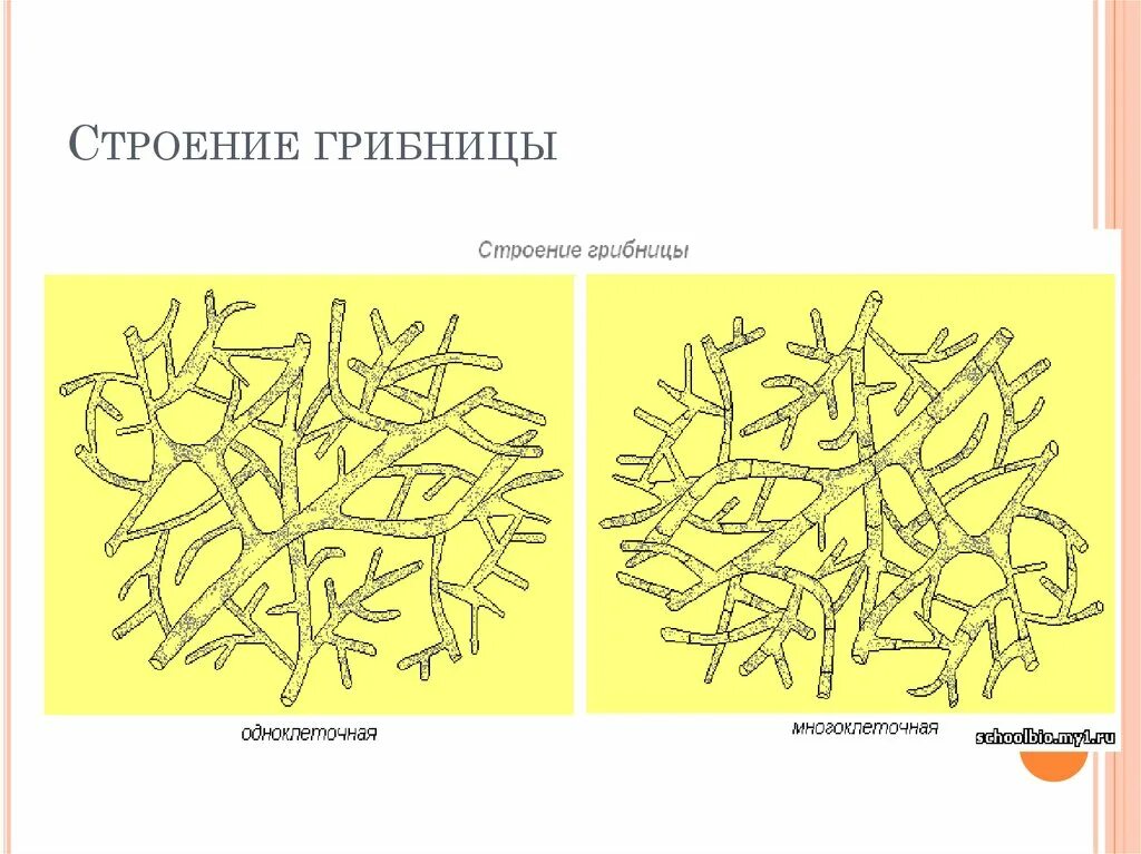 Клеточный мицелий образует. Строение грибницы мицелия. мицелий одноклеточный рисунок.
