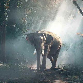 Are they elephants