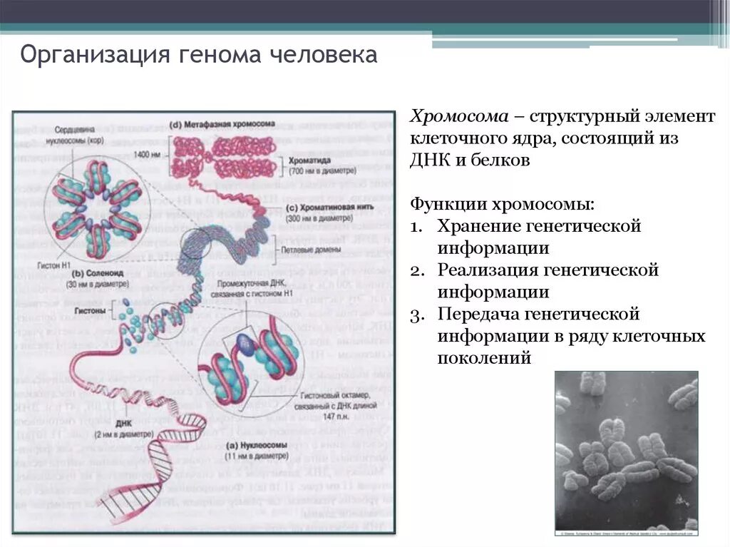 Организация генома человека биохимия. Организация и структура генома человека хромосом. Структура организация генома человека-. Особенности организации генома человека.