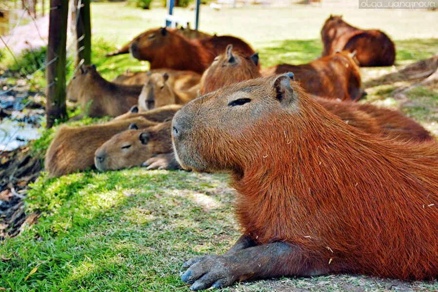 капибара в москве. капибара сельвы. 6 капибар. большая морская свинка капибара. Rfvgb,fhs.