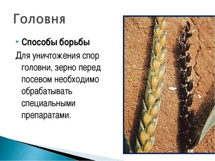 Головняк