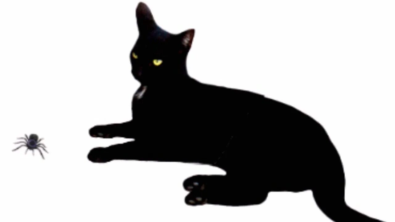 X3d animation black cat