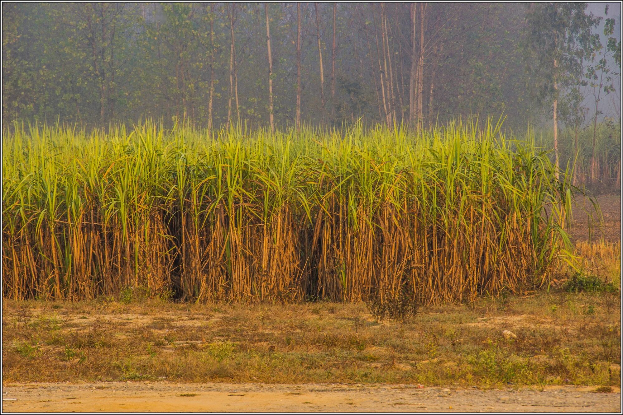 Тростник Южный phragmites Australis. Тростник Южный (phragmítes Austrális). Тростник обыкновенный phragmites Australis. Тростник обыкновенный (phragmites communis. Тростник южный