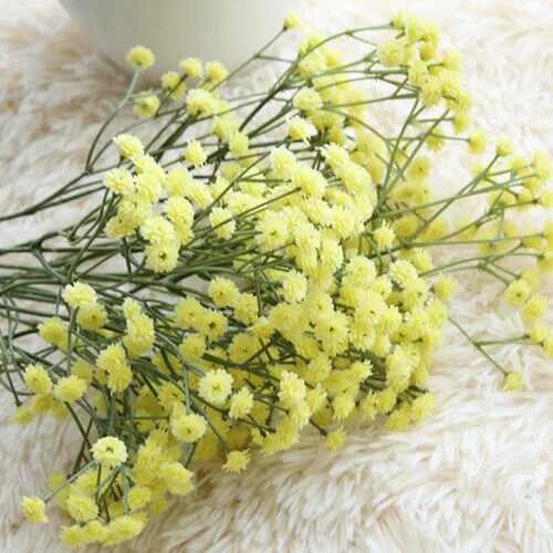 Стабилизированная Гипсофила Gypsophila paniculata yellow купить в интернет-магаз