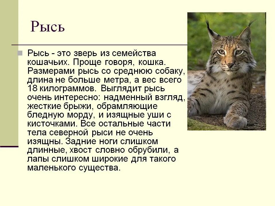 Составить описание животного. Рысь краткое описание для детей. краткое сообщение о рыси. рысь краткая информация о животном. рысь информация кратко.