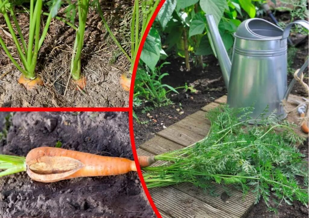Полив моркови. Полив моркови в открытом. Обильный полив моркови. Полив моркови в июле.