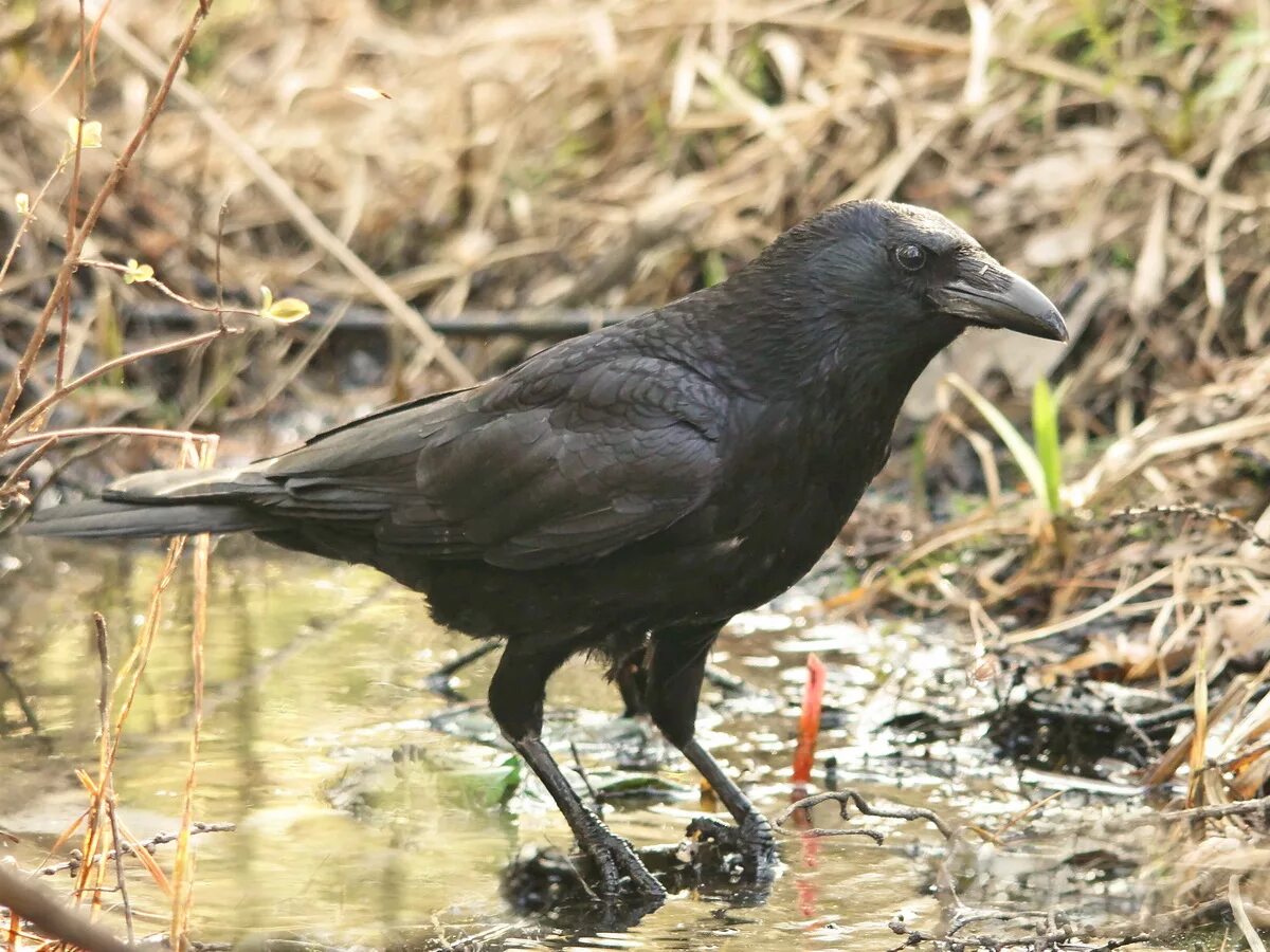 Corvus corax птица. серая ворона ареал обитания. ареал распространения серой вороны на карте. ареал обитания воронов. отряд воробьинообразные ворон.
