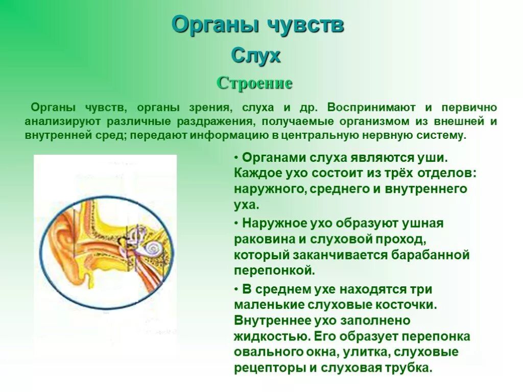 Органы чувств текст. Сообщение о органе чувств. Органы чувств доклад. Органы зрения и слуха.