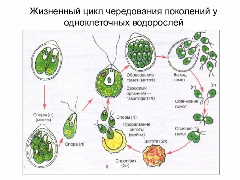 Стадии жизненного цикла растений. Жизненный цикл растений схема ЕГЭ. Жизненный цикл одноклеточных водорослей схема. Жизненные циклы растений биология.