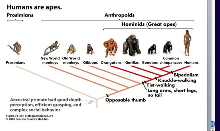 Эволюция какой группы приматов. Ветвь приматов. Процесс эволюции приматов. Эволюционный путь развития приматов схема. Древо эволюции человека.