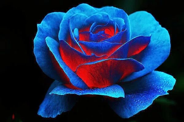 Синие красные 9. Красно синие розы. Красно голубые цветы. Розы голубые и красные. Цветы красный синий черный.