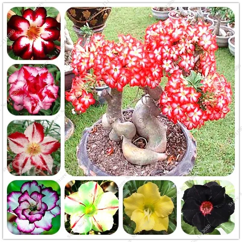 садить адениум