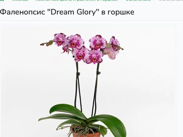 Фаленопсис Dream Glory. Орхидея Dream Glory. Фаленопсис Fire Dreams. Фаленопсис Dream World.