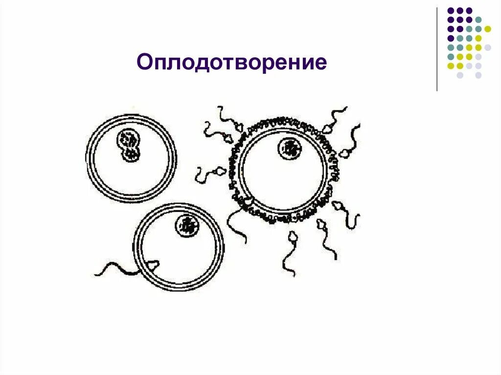 Выберите типы оплодотворения. Оплодотворение. Оплодотворение рисунок. Схема оплодотворения человека. Оплодотворение человека презентация.