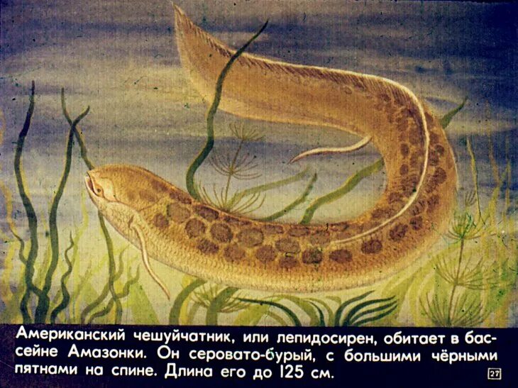 Ядовитая колюшка геншин импакт. Рыба ангел раймэй геншин. Американский чешуйчатник. Двоякодышащие классификация. Костные рыбы двоякодышащие.
