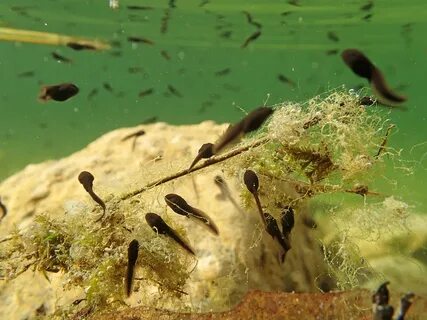 4. Wasser einlassen sowie Pflanzen und Tiere einsetzen 