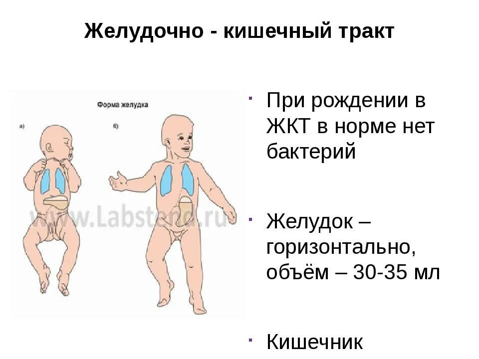 Анатомия для детей пищеварительная система. Строение новорожденного ребенка. Кровообращение плода пупочная вена. Строение тела младенца. Кровеносная система младенца.