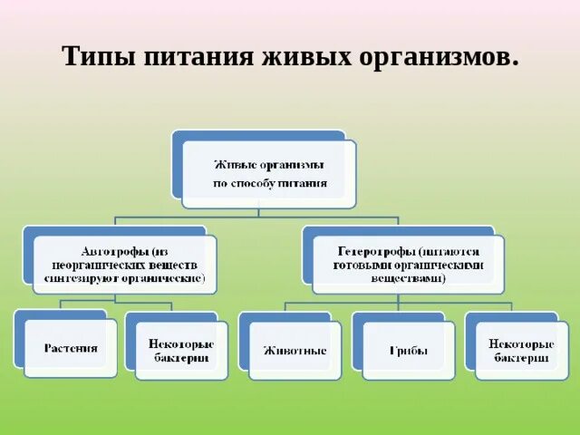Презентация к уроку примитивные организмы