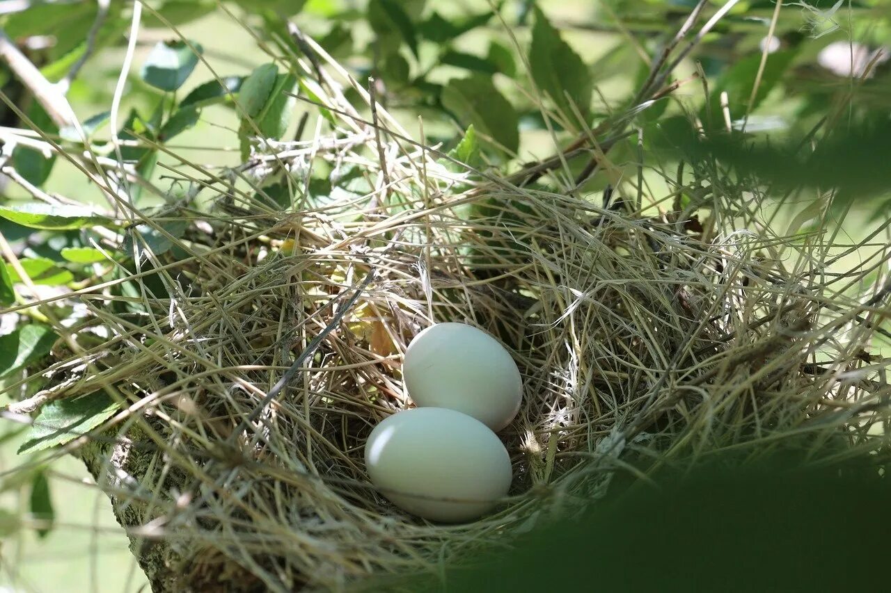 Птичьи яйца. Птичье гнездо. Яйца диких птиц. Яйца лесных птиц. Bird яйца