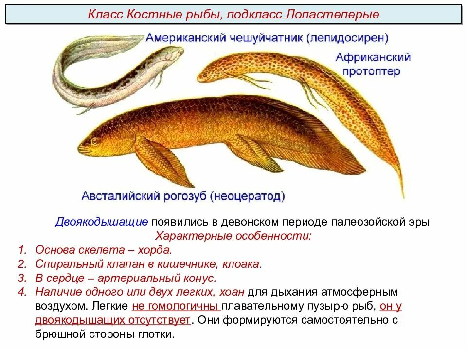 Клоака в биологии у рыб. Клоака у костных рыб. Клоака у костных рыб. Клоака у костных рыб. Балық презентация.