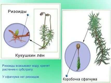 Что такое ризоиды у мхов