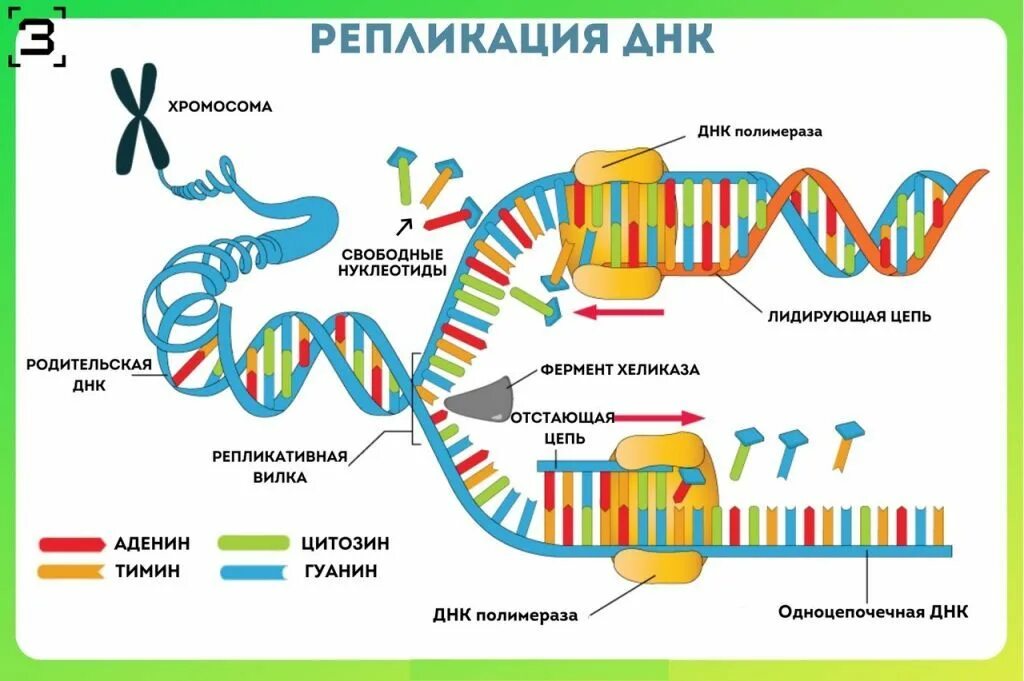 Днк 10 10 2023. Схема репликации молекулы днк по биологии. схема процесса репликации днк. репликация схема биология. репликация днк органоид.