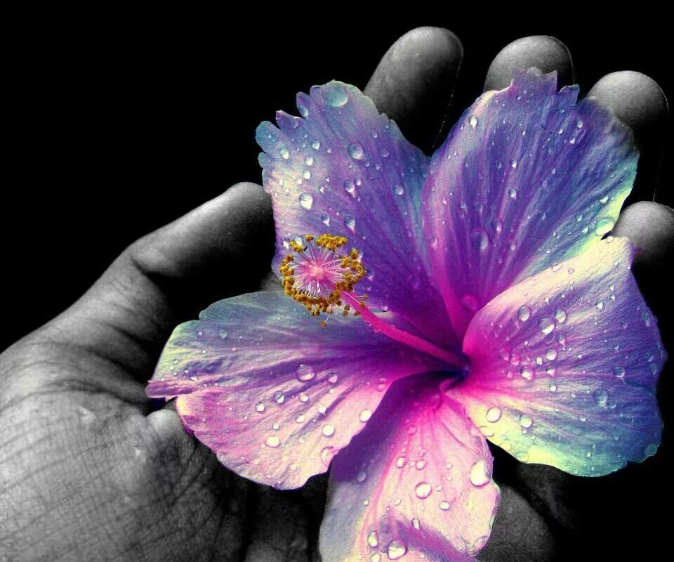 Download wallpaper 1920x1200 roses, flower, girl, happiness widescreen 16:10 hd 