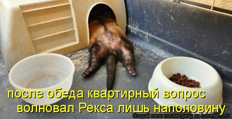 Давайте после обеда. Картинка после сытного обеда. без обеда прикол. после обеда приколы. я после обеда.