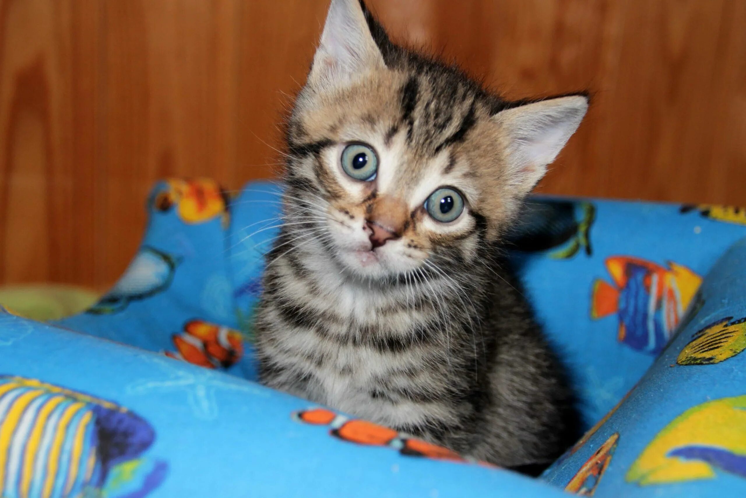 кот. табби макрель тигровый. домашняя кошка порода. европейский короткошерстный кот. домашние животные кот.