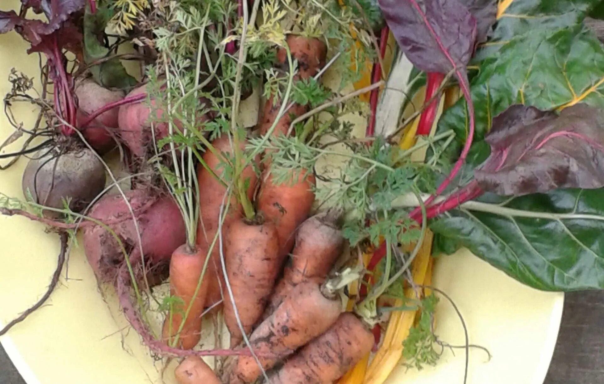Сколько хранить свеклу в холодильнике. Хранение урожая. Хранение свеклы. Морковь и свекла. Морковь и свекла с подвала.