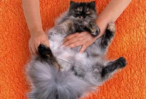 Сколько линяют кошки