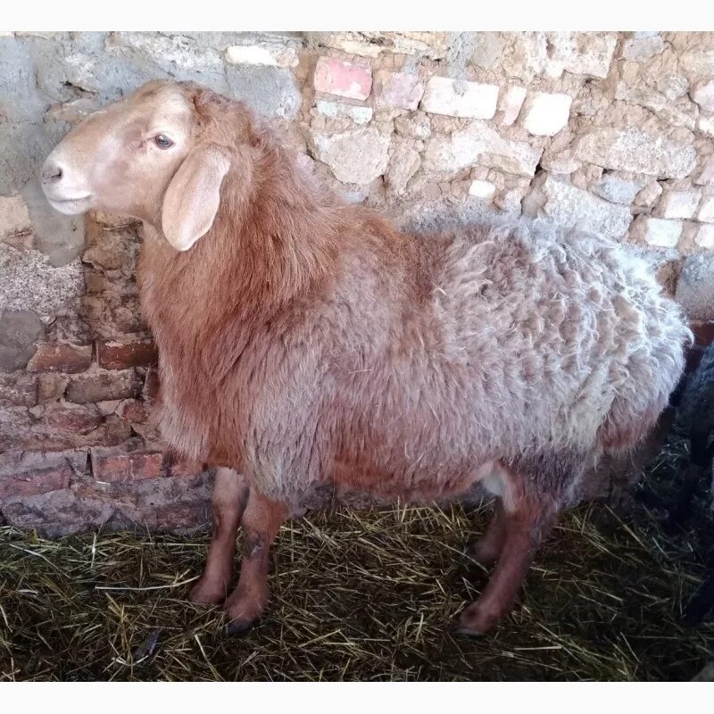 Баран Алтыбаевская порода. Порода Баранов Качкар. Порода розовых овец. Продается баран. Баран живой купить цена