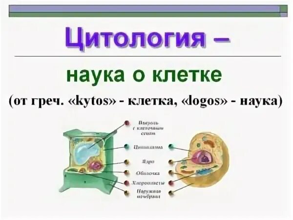 Цитология этапы