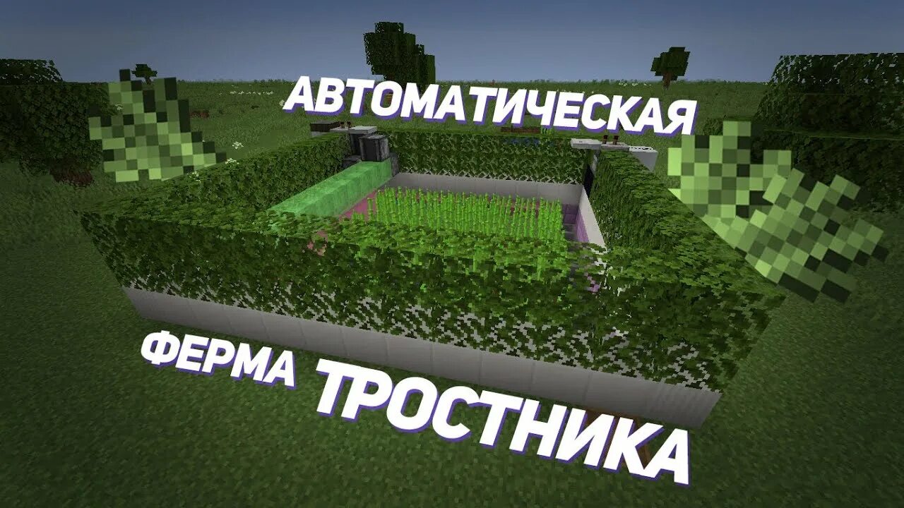 АФК ферма тростника в МАЙНКРАФТЕ. Ферма тростника в майнкрафт автоматическая. Автоферма тростника. Автоферма тростника майнкрафт 1.16.5. Ферма тростника 1.16