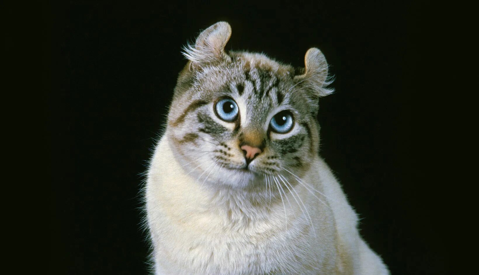 Curl cat