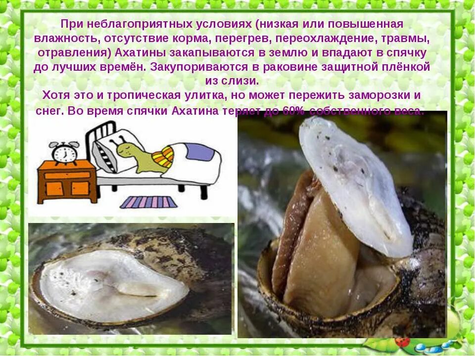 Ахатины впадают в спячку. Моллюск в раковине ахатина. Ракушки ахатинской улитки. Улитки ахатины впадают в спячку. Улитка в спячке.