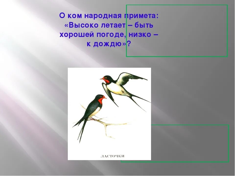 Народные приметы ласточки низко летают. Ласточки низко летают к дождю народная примета. Ласточки летают высоко народная примета. Приметы про ласточек.