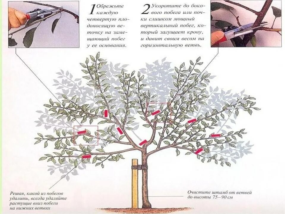 Обрезка молодой черешни. Обрезка черешни осенью схема. Схема обрезки черешни весной. Обрезка вишни осенью схема. Как правильно обрезать черешню осенью схема.