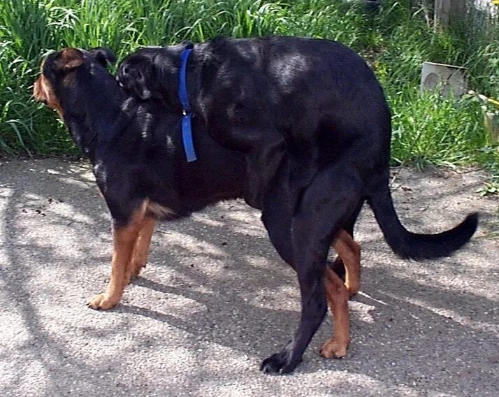 Спаривание собак. Собаки размножаются. Спаривание собак бордер колли. Dogs mate. Husky mating.