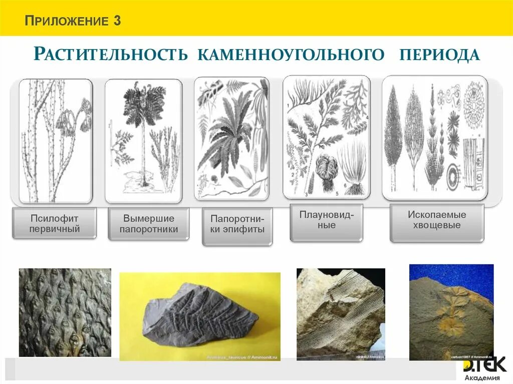 Отпечатки растений на пластах каменного угля. Каменноугольный период растения таблица. Окаменелости каменноугольного периода. Каменноугольный период ископаемые. Ископаемые папоротники.