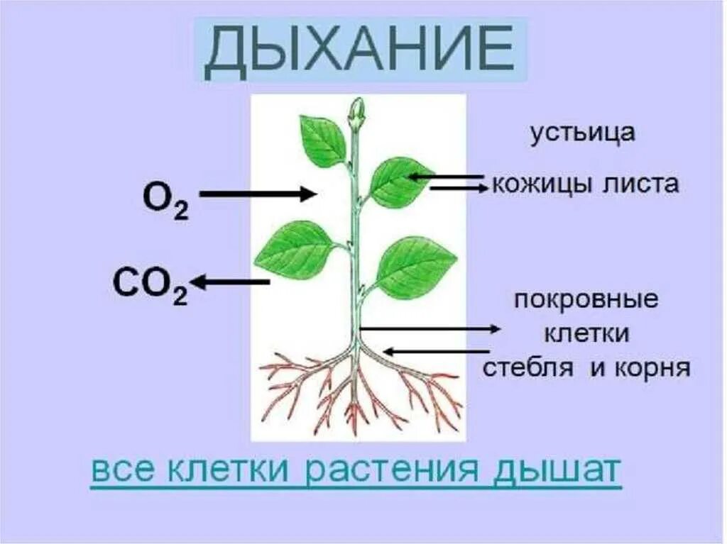 Видеоурок дыхание растений биология 6. Дыхание растений. Процесс дыхания растений. Дыхание растений 6 класс биология. Органы лвзания у растений.