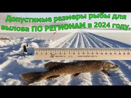 Штрафы за рыбу в 2024 году