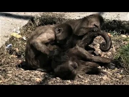 Ютуб видео обезьяны