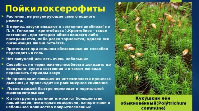 Что такое анабиоз приведите примеры. Анабиоз растений. пойкилоксерофиты. анабиоз примеры животных. криптобиоз растений.