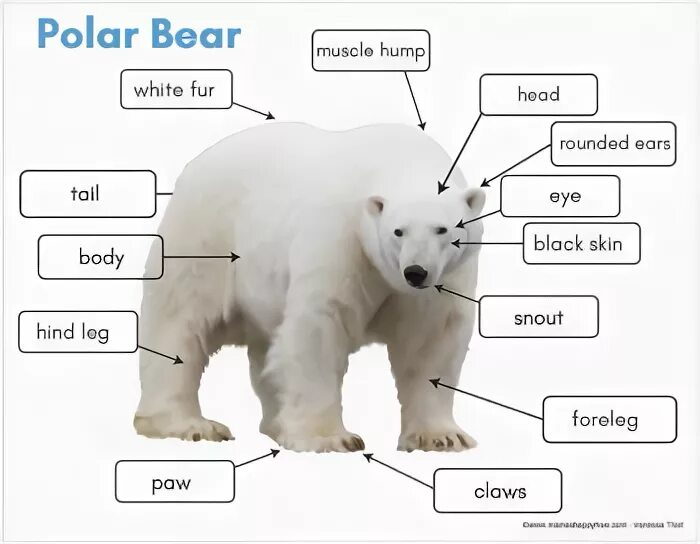Bearer перевод. Bears перевести на русский. Hair bear перевод. Плюшевый мишка на английском. Where do polar bears live.