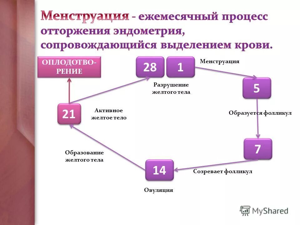 Фазы менструационного цикла фазы. Вторая фаза менструального цикла. Процесс месячных. Нормальный менструальный цикл схема. Овуляция в зависимости от продолжительности цикла.