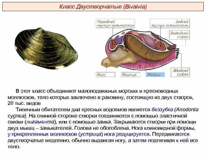Тип питания класс двустворчатые. Тип питания класс двустворчатые